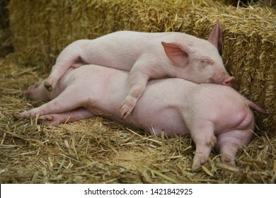 Two baby pigs cuddling up together for warmth