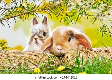 Two Baby Rabbits Hay Grass Stock Photo 174442016 | Shutterstock
