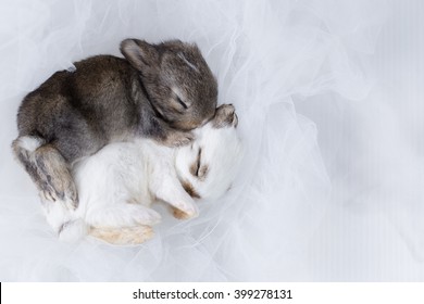 Two baby rabbits; white and dark grey new born rabbits sleeping together on light white net - Shutterstock ID 399278131