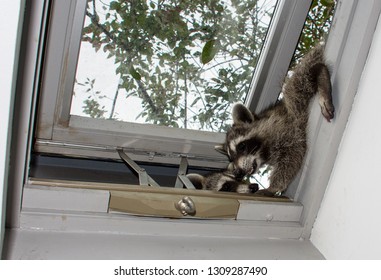 Two Baby Raccoons Trying To Climb In A Home Skylight.