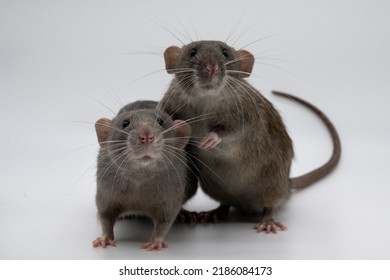 Two baby rats next to each other. Blue dumbo eared domestic baby rat and agouti dumbo eared baby rat