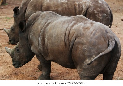 Two Baby Rhinos Standing On Brown Sandy Dirt