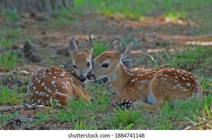 111,421 Fawn Images, Stock Photos & Vectors 