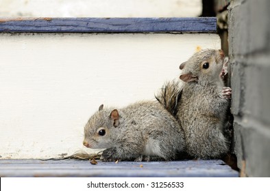 Two Baby Squirrels Cornered Against Wall And Porch Steps