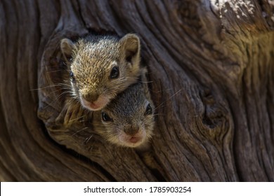 Two Baby Tree Squirrels Looking Out Their Nest In A Natural Tree Hole