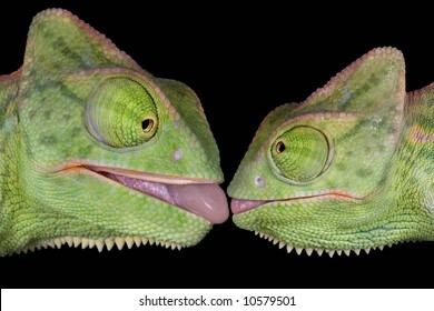 Two baby veiled chameleons appear to be about to kiss.