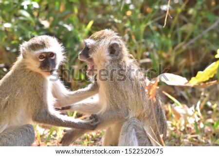 Two baby Vervet monkeys (Chlorocebus pygerythrus) arguing and fighting like a married couple while playing under a warm winter sun on the banks of the Zambezi river in Zambia, Africa.