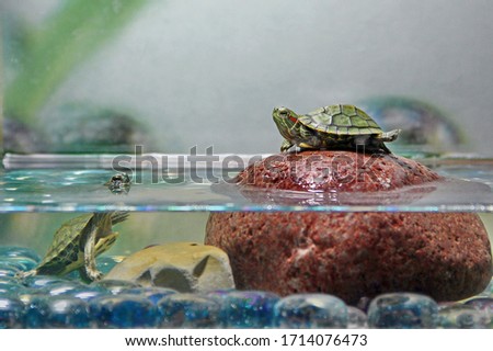 two baby water green turtles play in an aquarium on a rock