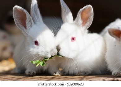 Red Eyed Rabbit High Res Stock Images Shutterstock