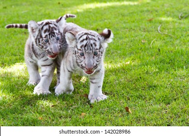Two Baby White Tiger.