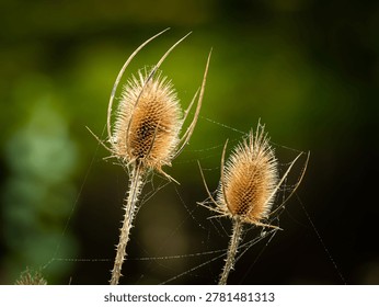 Two backlit dried teasel Dipsacus seedheads with delicate spider webs glow warm in autumn meadow sunlight against dark blurred background in Hietzing Vienna.