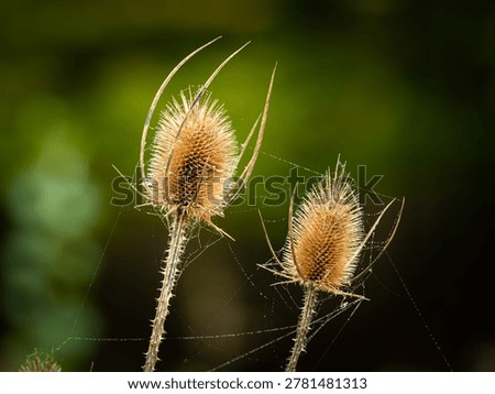 Two backlit dried teasel Dipsacus seedheads with delicate spider webs glow warm in autumn meadow sunlight against dark blurred background in Hietzing Vienna.