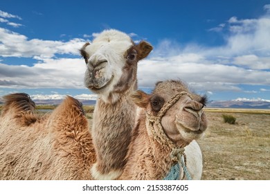 Two bactrian camels in Mongolian desert