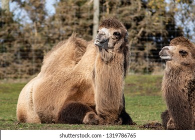 Two Bactrian Camels At The West Midland Safari Park, Bewdley, Hereford And Worcester, England