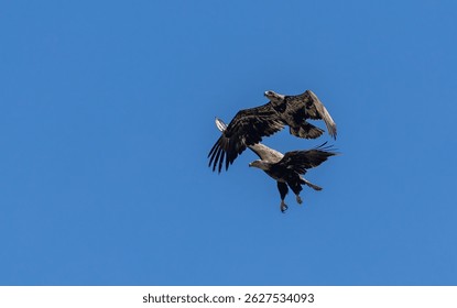 Two ba;d eagles soaring in a clear blue sky, wings spread wide, showcasing their majestic flight and natural grace.