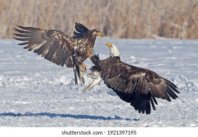 Two Bald Eagle Fighting On The Snow