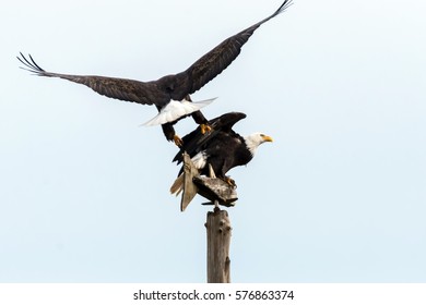 Two Bald Eagle Fighting over a Wooden Fish Post