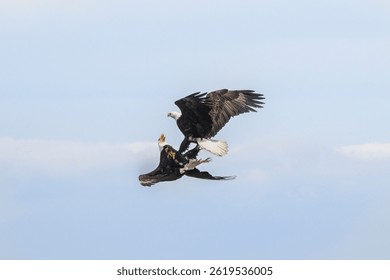 Two bald eagles are caught in an intense aerial confrontation against a clear blue sky. This dynamic moment showcases their powerful wings and striking features.