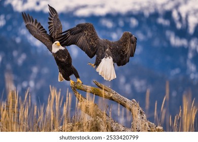 Two bald eagles fighting over a carcass with snow-capped mountain backdrop