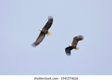 Two Bald Eagles in flight, one chasing the other and vocalizing, Esquimalt Lagoon, Vancouver Island, British Columbia
