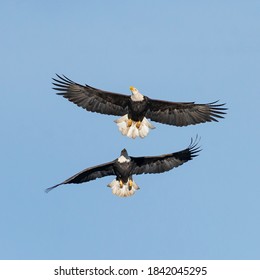 Two Bald Eagles (Haliaeetus leucocephalus) Dancing in the Sky at Dog Lake outside Lakeview, Oregon