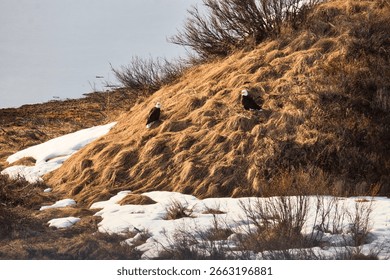 Two bald eagles on a small hill on a sunny spring day on the Denali Highway in Alaska.