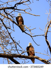 Two bald eagles on a tree