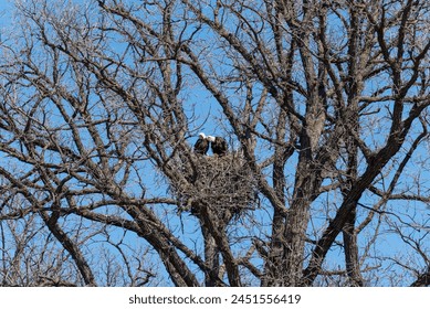 Two bald eagles perched in a huge nest in spring in De Pere, Wisconsin
