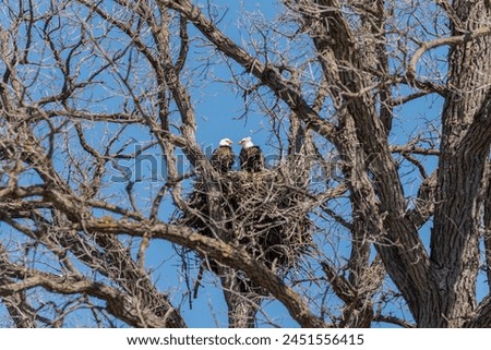 Two bald eagles perched in a huge nest in spring in De Pere, Wisconsin