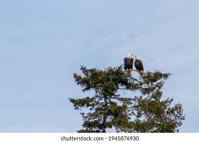 Two bald eagles perched on a spruce tree on the coast of Vancouver Island, Canada
