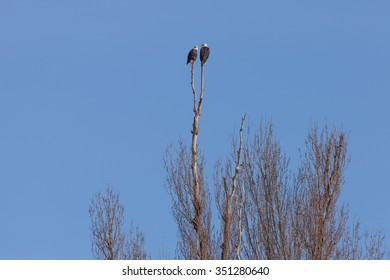 Two Bald Eagles Perching on top of a tall Black Poplar Tree