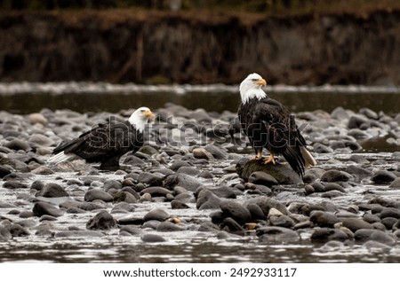 Two Bald Eagles rest between hunting at the moody Mamquam River in Squamish, British Columbia Canada.