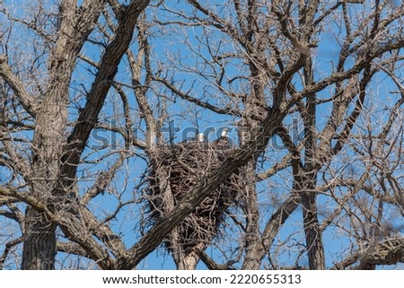 Two bald eagles sit in the nest in spring in De Pere, Wisconsin