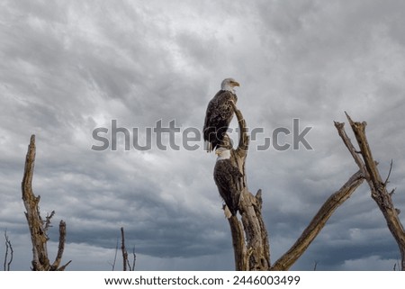 Two bald eagles sit on dead trees on an overcast sky.  Both have white heads and tails.  Mature,  eagles,  dead trees,  branches,  tree, cloudy,  majestic, talons, prey,  hunter, raptor, bird, 