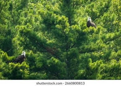Two Bald Eagles Sitting in a Pine Tree