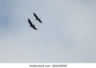 Two bald eagles in the sky