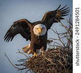 Two Bald Eagles soar high above the treetops, their wings locked in a thrilling aerial dance. One eagle rolls upside down, talons grasping the other in a spectacular display of courtship. 