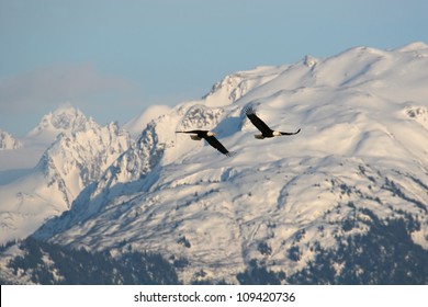 Two Bald Eagles soar in the mountains.