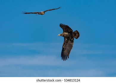 Two Bald Eagles soar through blue skies.  Interesting perspective.  Juvenile birds.  
