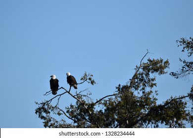 Two Bald Eagles in a tree