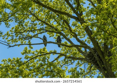 Two Bald Eaglets perched on a tree branch near their nest in De Pere, Wisconsin