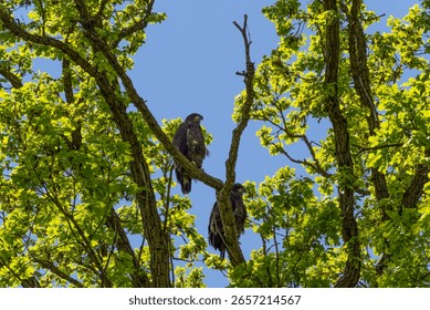 Two Bald Eaglets perched on a tree branch near their nest in De Pere, Wisconsin