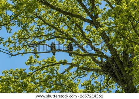Two Bald Eaglets perched on a tree branch near their nest in De Pere, Wisconsin