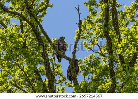 Two Bald Eaglets perched on a tree branch near their nest in De Pere, Wisconsin