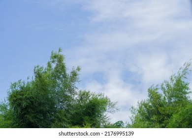 Two Bamboo Trees With The Background Of The Blue Sky. Fit For Copy Space, Text, Or Design.