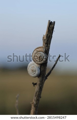 Two banded snail shells resting on a dry branch against a soft blue sky, with copy space.