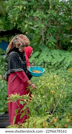 Two banjar women pick chilies in the garden village