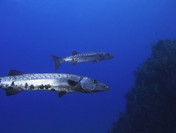 Two Baracudas In The Caribbean Sea Off The Island Of Saba