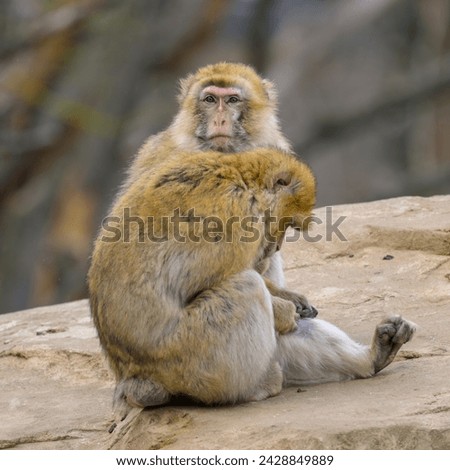 Two Barbary apes sitting in a zoo in Vienna (Austria), cloudy day in winter