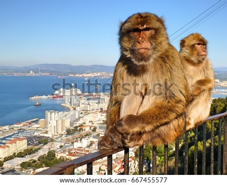 Two barbary macaque monkeys sitting on a railing in Gibraltar